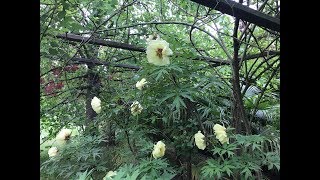 Pivoine arbustive 'High Noon' 'Paeonia lutea Hai Huang' Beaucoup d'espace pas longtemps