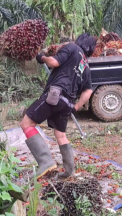 Sawit Abal-abal  Buahnya jumbo #hargasawit #infosawit #sawit #panen #panensawitunggul #perusahaansaw