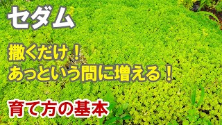 セダムの育て方 地植えでグランドカバーにしてバリバリ増やしちゃおう Youtube