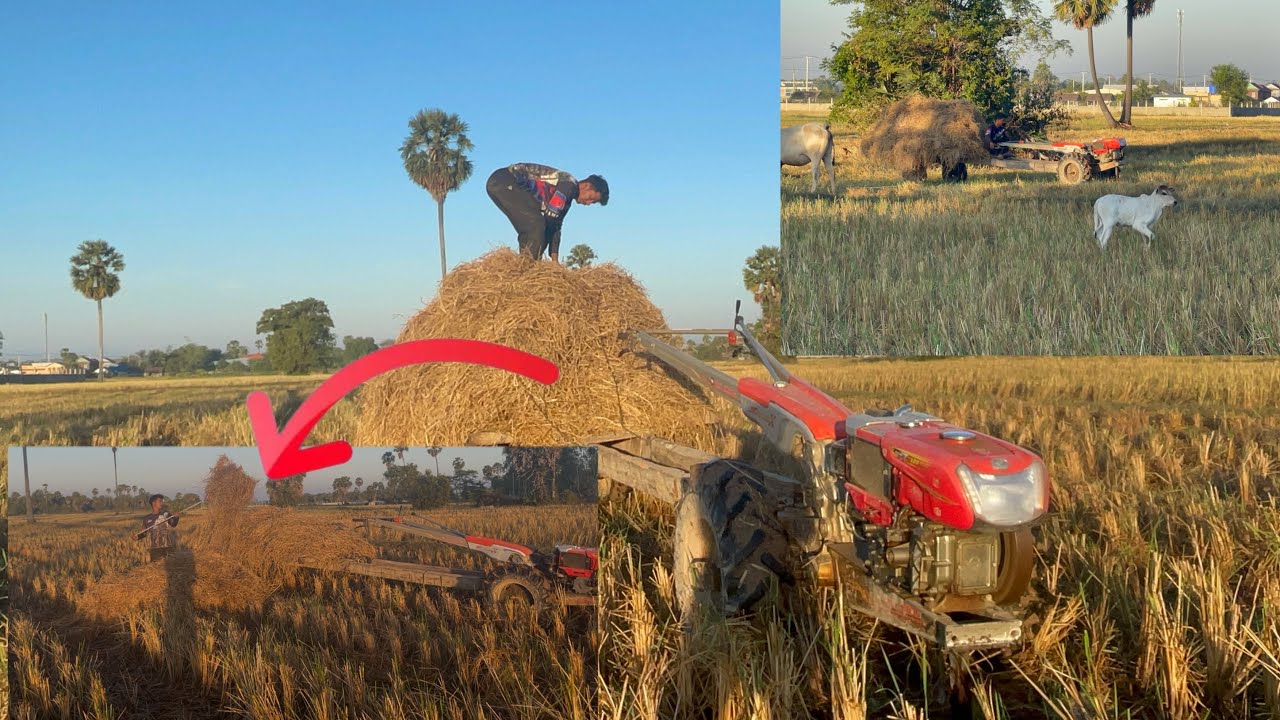 After harvesting rice, the straw is collected and used as cattle feed.