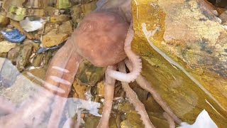 【İngilizce Alt】Süper Ahtapotu Keşfetmek Için Denizi Yakalayın