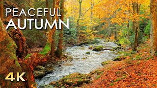 4K Autumn Forest   Relaxing Nature Video & River Sounds   NO MUSIC   1 hour Ultra HD 2160p