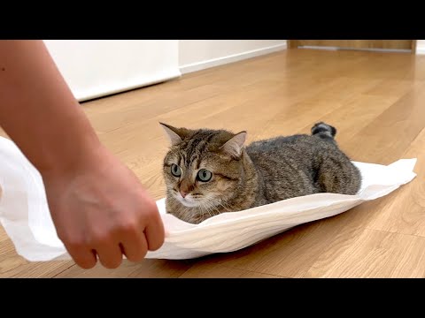 猫が催促するので、そり遊びがやめられない…