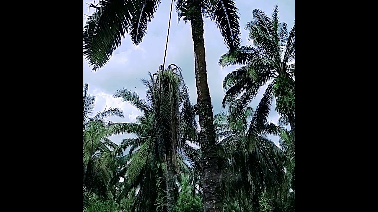 Anak medan - YouTube