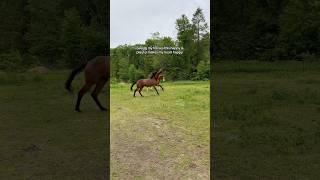 Happy horses = happy life ❤️ #horses #horsetok #horsesplaying #painthorse #thoroughbred
