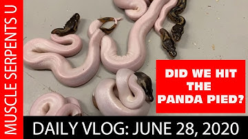 PANDA PIED CLUTCH FRENZY! June 28, 2020