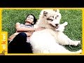 Tydus: el perro más grande del mundo