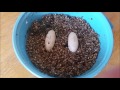 I Have Gecko Eggs!!