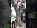 Woodworking project the largest tree felling process in the world #shortvideo #treecutting #chainsaw