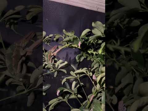 Chameleon babies! Jacksons