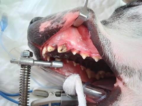 Video: Retiro agresivo de los dientes de perro