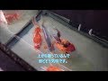 秋翠＆浅黄の飼育開始からそれぞれ一ヶ月と二ヶ月が経過