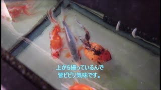 秋翠＆浅黄の飼育開始からそれぞれ一ヶ月と二ヶ月が経過