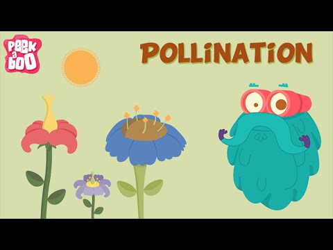 Parts of a flower and Pollination | The Dr. Binocs Show | Learn Videos For Kids