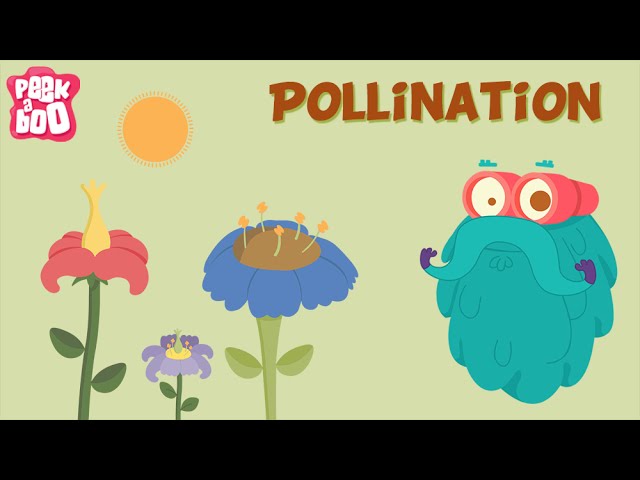 Science - Parts of a Flower and Pollination