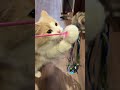 猫じゃらし#猫 #cat #shorts