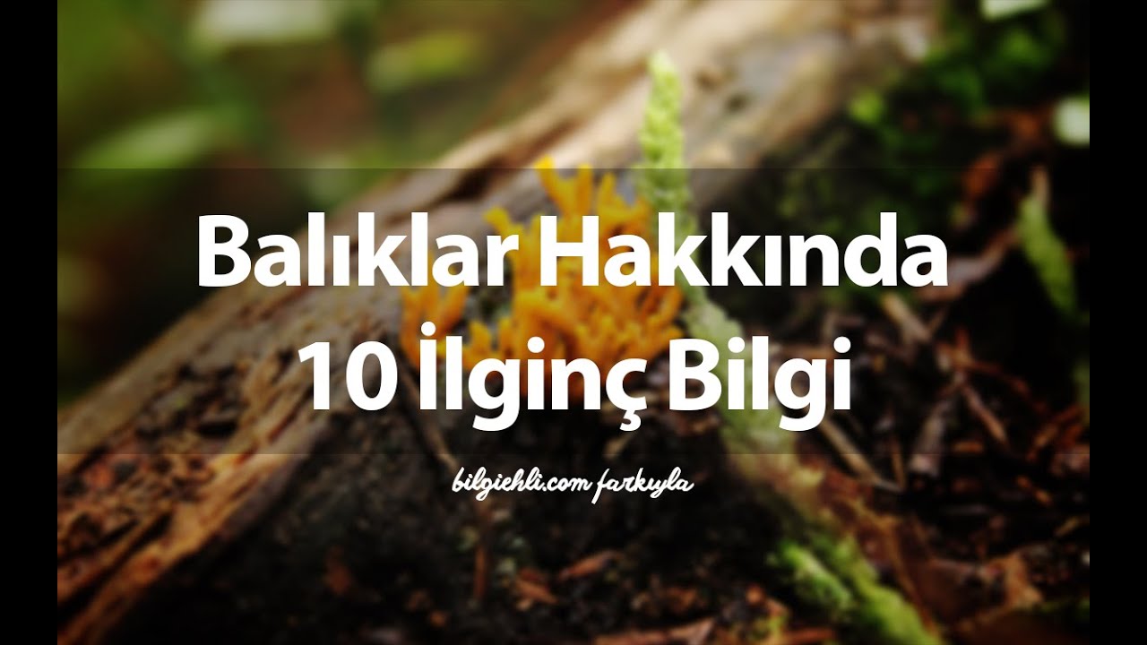 Sonbahar hakkında en ilginç gerçekler Sonbahar hakkında en ilginç gerçekler