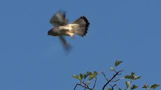 Common Kestrel Falco Tinnunculus