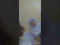 Ayanaa Masqalaa Akkasitti Dabarsinee 