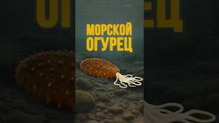 Морской огурец: Почему он такой дорогой?