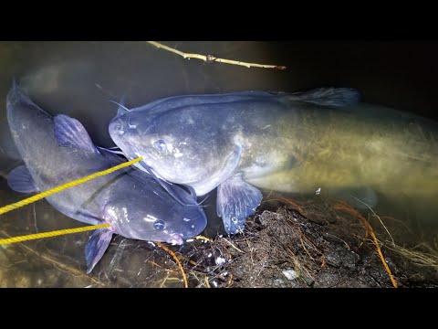 Video: ¿Es bueno comer bagre de cabeza plana?