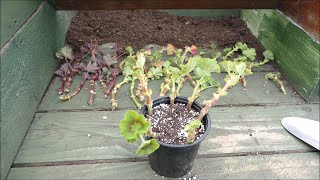 Pelargonium Pruning And Cuttings (Zonal Geraniums)