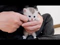A cute kitten waiting to be held by its owner.