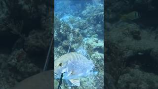 Hunting Big Fish with a Primitive Spear!