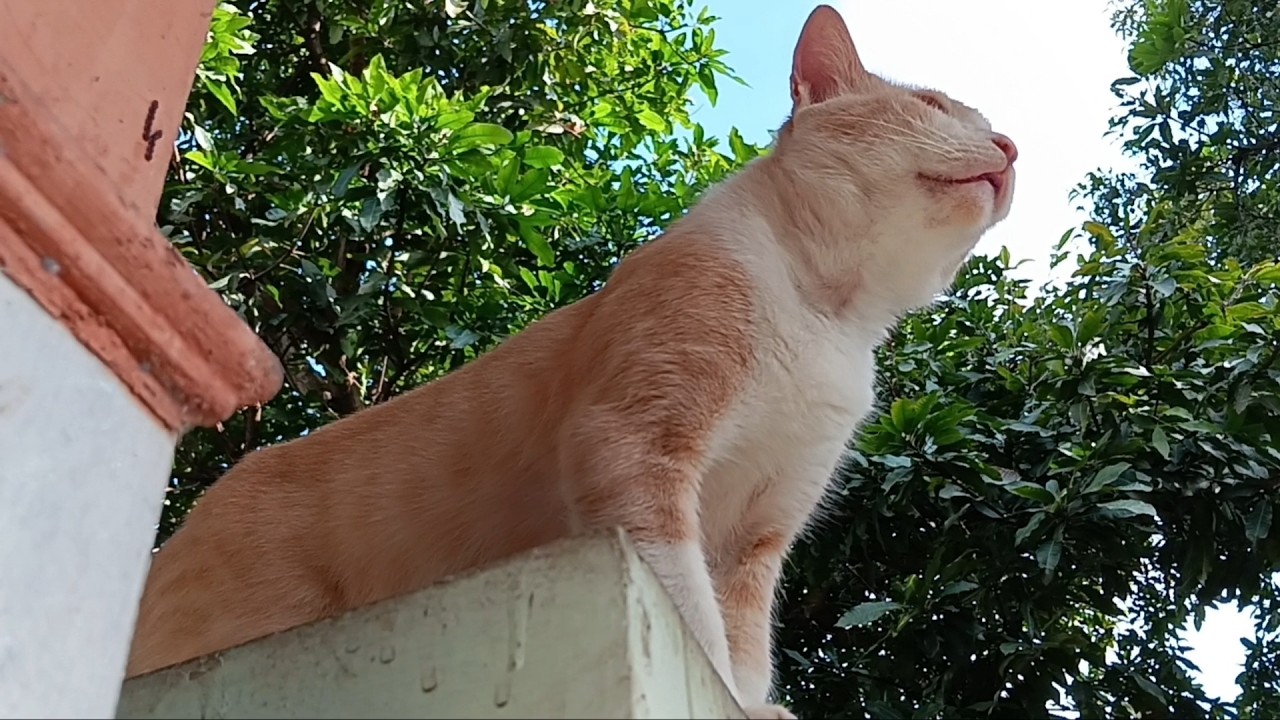 Ketika Kucing Choki mau berbagi makanan dengan kucing lain
