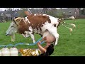 बकरी के जैसी तीन पूंछ वाली इस गांय का दूध देख कर आप चौंक जाएंगे | Modern Cow Farming Technology