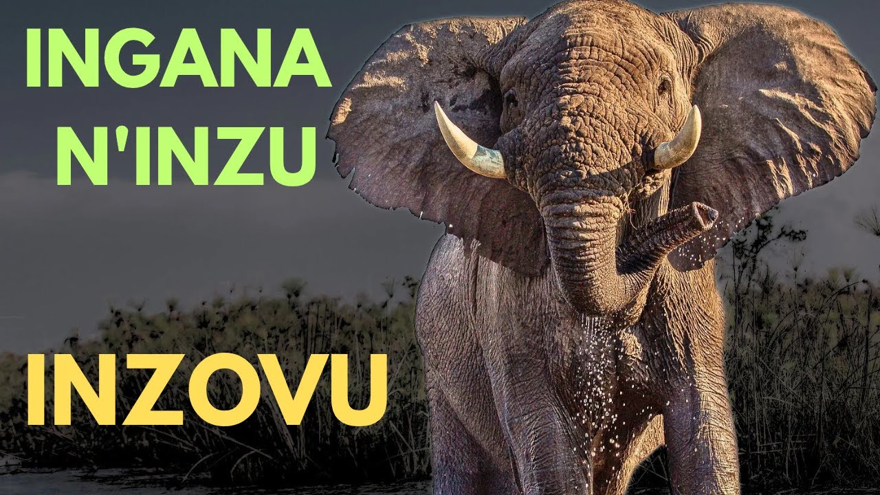 INZOVU: Inyamaswa NINI kurusha izindi ku isi. Ifite UBWENGE buhambaye