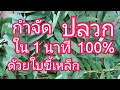 กำจัด ปลวกใน 1 นาที หายเรียบ ปลอดสารพิษ