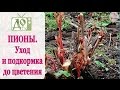 ПИОНЫ. Уход и подкормка ВЕСНОЙ до цветения