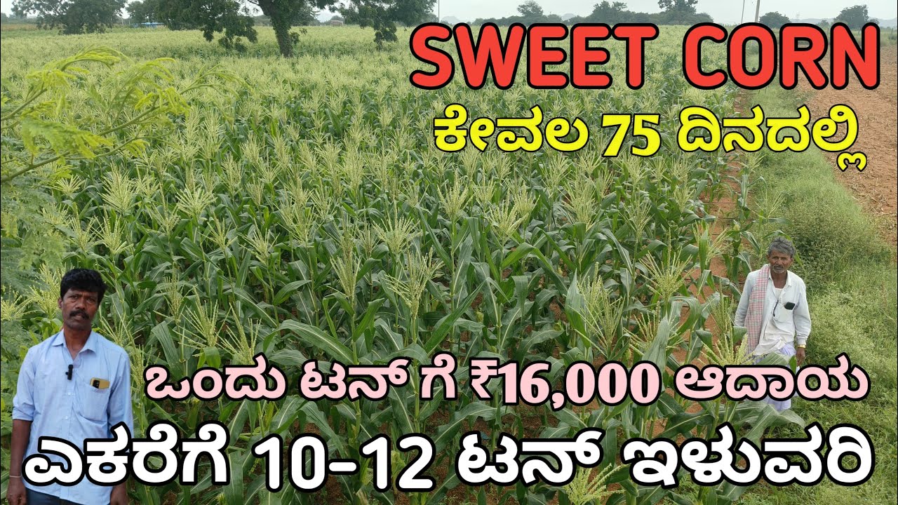 ಸ್ವೀಟ್ ಕಾರ್ನ|ಮೆಕ್ಕೆಜೋಳ65ದಿನ|8ರಿಂದ10ಟನ್|ನಮ್ಮ ಮನೆ ಲಕ್ಷ್ಮಿ ಮೆಕ್ಕೆಜೋಳ