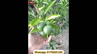 বারোমাসি ভিয়েতনামি মাল্টা। shorts viral মাল্টা trending gardening garden Whatsapp:01755251325