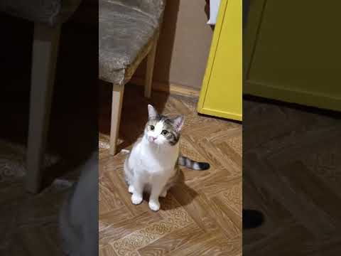 Реакция на птиц/ газ.колонку 😂