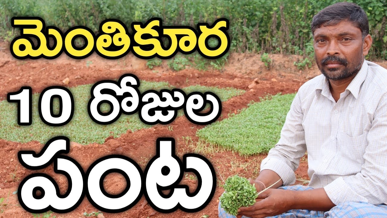 మెంతి కూర.. 10 రోజుల పంట.. ఎరువు లేదు.. పురుగు రాదు | Methi Leaves | రైతు బడి