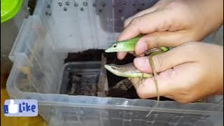 perbedaan kadal hijau olive dasia(Olive Tree Skink) dan kadal hijau sulawesi(tree emerald skink)