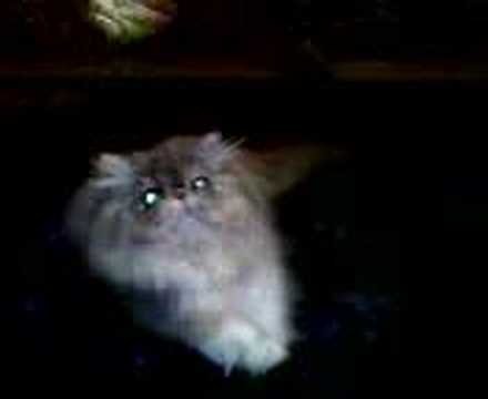 Video 520881: calico persian kitten playing, persian calico female kitten