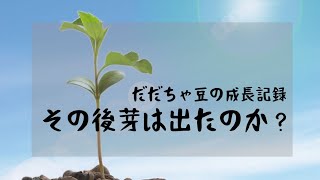 果たしてだだちゃの芽は出ているのか！？