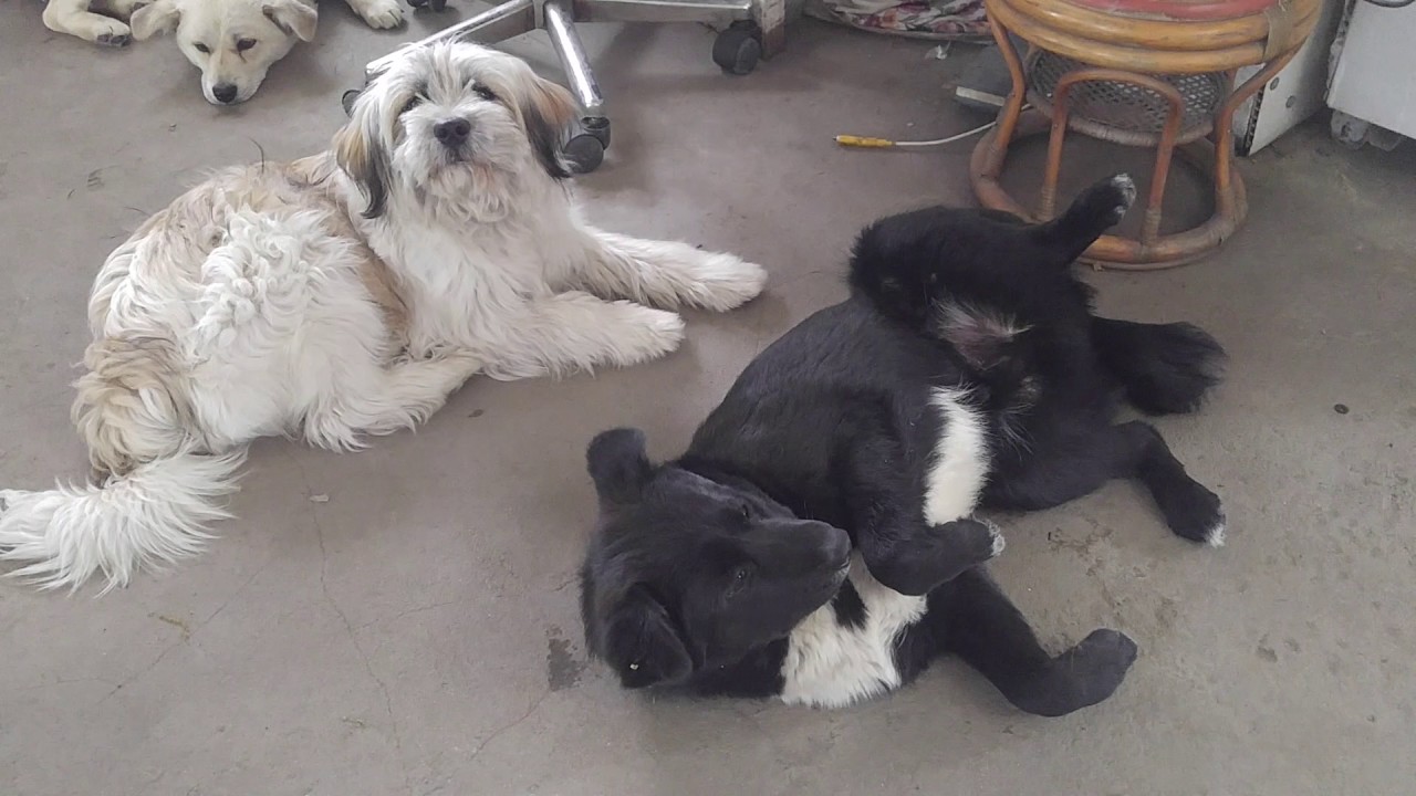 삽살이의 군기잡기 - YouTube