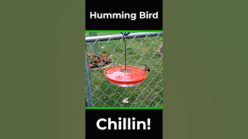 Humming Bird Chillin!