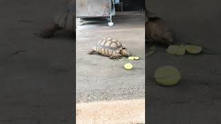 Sulcata Tortoise Mango Snack