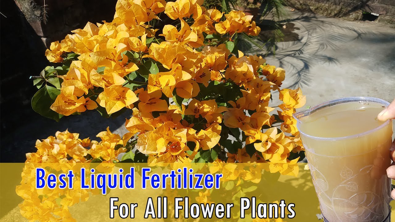 How To Grow Bougainvillea Flowers Liquid Fertilizer For Bougainvillea Plant YouTube