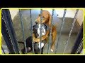 殺処分直前に撮られた２匹の犬の写真…この写真が２匹の運命を変える！【世界が感動！涙と感動エピソード】