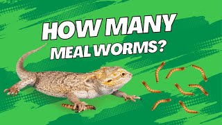 How Many Meal Worms Can A Bearded Dragon Eat In 5 Minutes?