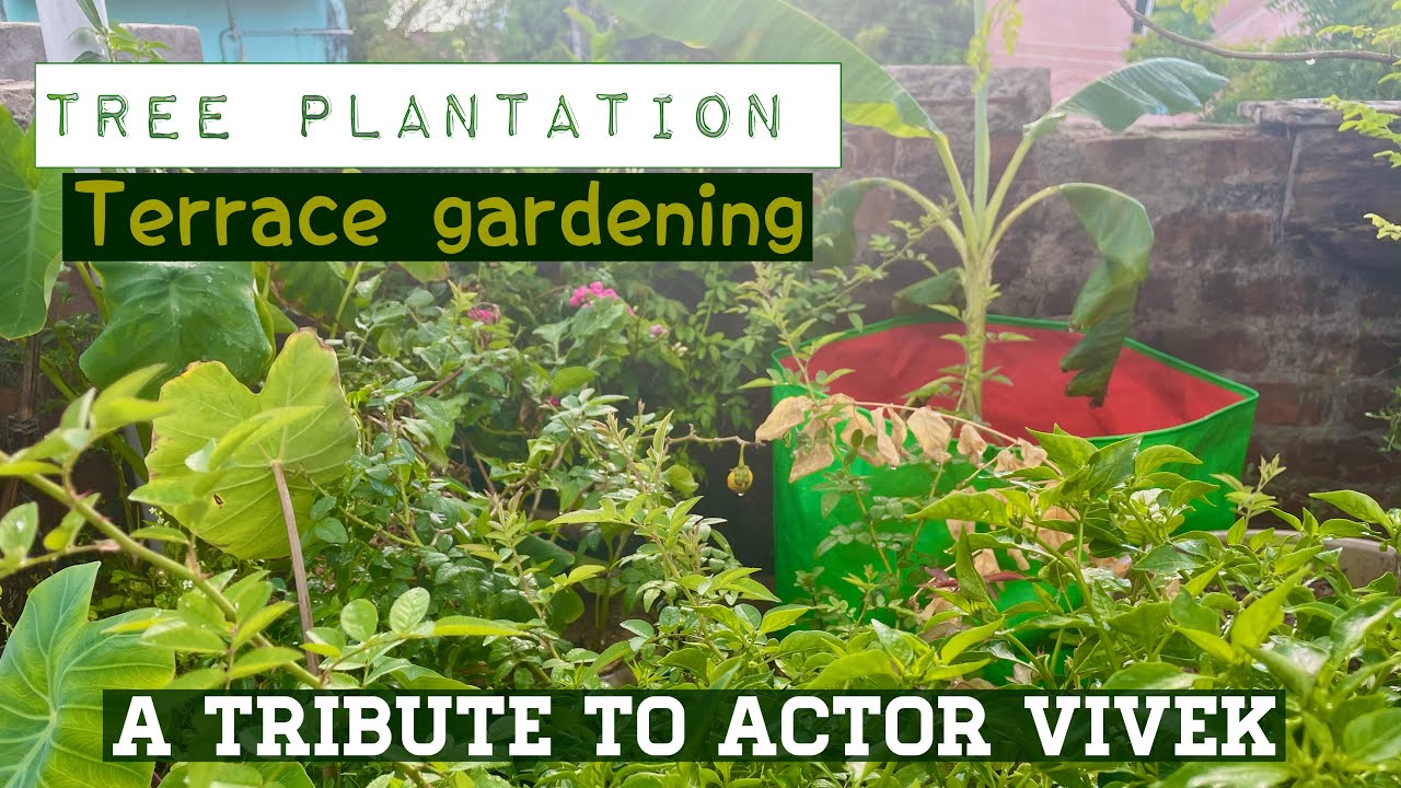 Tree Plantation - A Tribute to Actor Vivek | Terrace gardening | TeaWithTravel