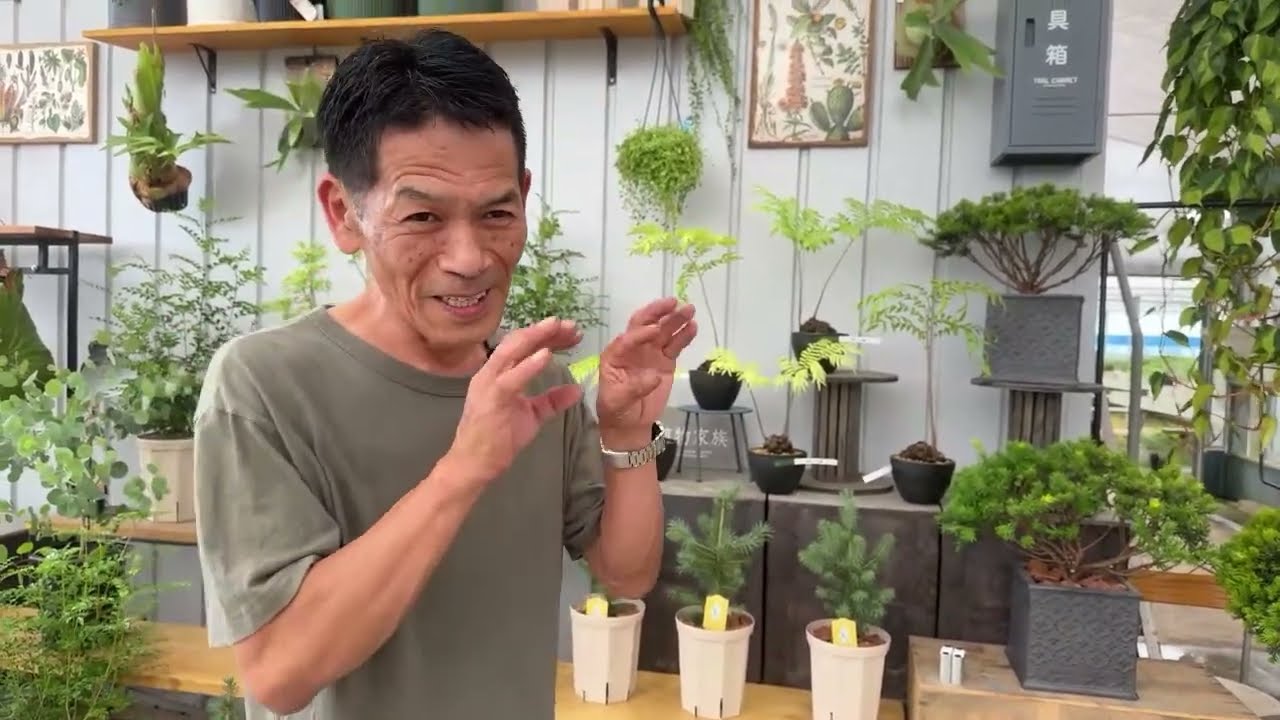 これからの時期…モミの木が綺麗になります￼。おすすめ商品の紹介