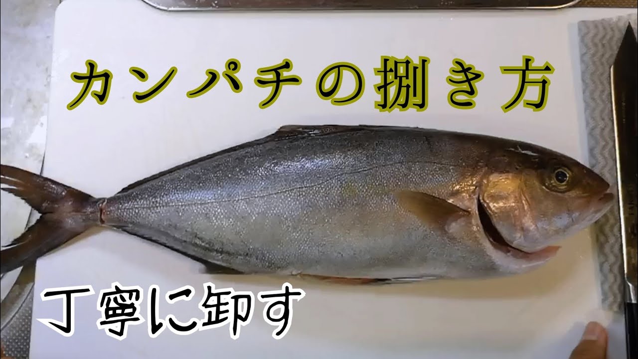 25 カンパチの捌き方練習 熟成3日目ゆっくり 津本式包丁 津本式血抜き 三枚おろし Youtube