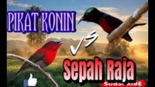 PIKAT KONIN DAN SEPAH RAJA (pasti poin) burung kolibri